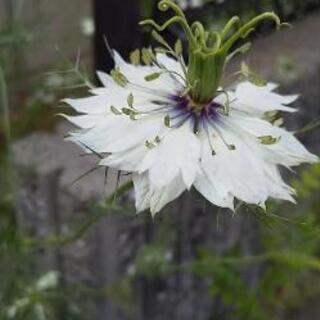 🌼【花の種】🌼   ニゲラ   白色のみ