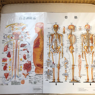 自律神経系  骨格 ラミネートポスター