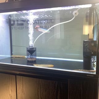 家電 120cm水槽フルセット生体込み