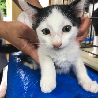 再募集！5月生まれの可愛い子猫ちゃんたち