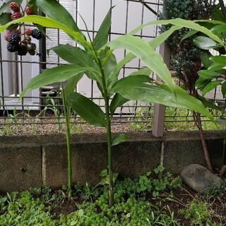 希少　沖縄のショウガの苗　40~50cm