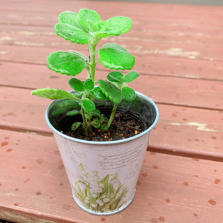 ★このまま飾れる★ 多肉植物 アロマティスカス 植物苗 ミント ハーブ