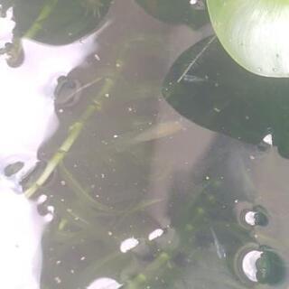 受付終了 ミナミヌマエビ3 前後熱帯魚淡水魚メダカエビ 木村 電鉄石田のその他の中古あげます 譲ります ジモティーで不用品の処分 受付終了 ミナミヌマエビ3 前後熱帯魚淡水魚メダカエビ 木村 電鉄石田のその他の中古あげます 譲ります ジモティーで不用品の処分