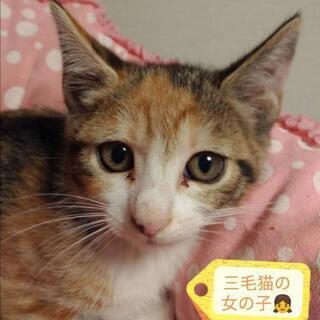 2ヶ月😺5匹全員里親様決定しました❤ - 横浜市