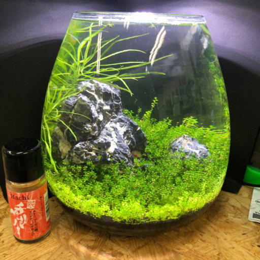 セット レイアウト水槽キューバパールグラス Tantan てだこ浦西のその他の中古あげます 譲ります ジモティーで不用品の処分