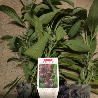 決まりました グルメバジルとコモンセージの抜き苗ハーブ野菜花観葉植物コンパニオンプランツ カイパン 高松のその他の中古あげます 譲ります ジモティーで不用品の処分