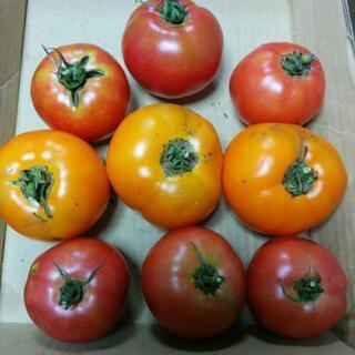 ★無農薬★2種のトマトセット