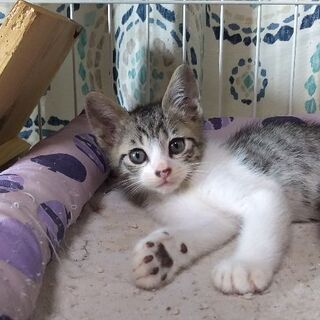 生後8週くらいの子猫の里親さん募集 Taka 阿久比の猫の里親募集 ジモティー