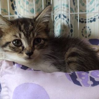 生後8週くらいの子猫の里親さん募集 Taka 阿久比の猫の里親募集 ジモティー