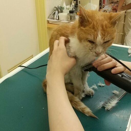 保護猫です Ai 国分寺の猫の里親募集 ジモティー