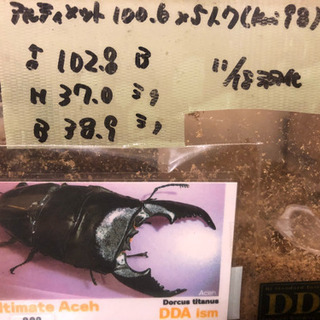 スマトラオオヒラタ 使用済、合計6匹