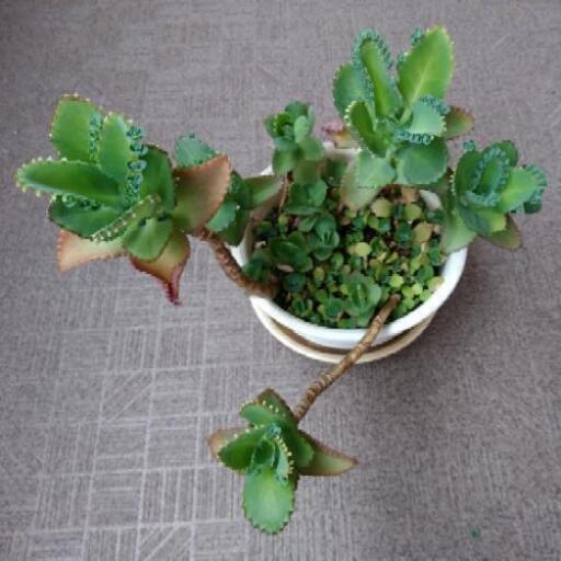 子宝 弁慶 草もらってください 育ててください そら 京橋のその他の中古あげます 譲ります ジモティーで不用品の処分 子宝 弁慶 草もらってください 育ててください そら 京橋のその他の中古あげます 譲ります ジモティーで不用品の処分