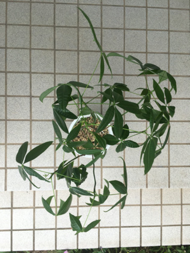 パキラ 実生株 常盤の森 東かがわのその他の中古あげます 譲ります ジモティーで不用品の処分