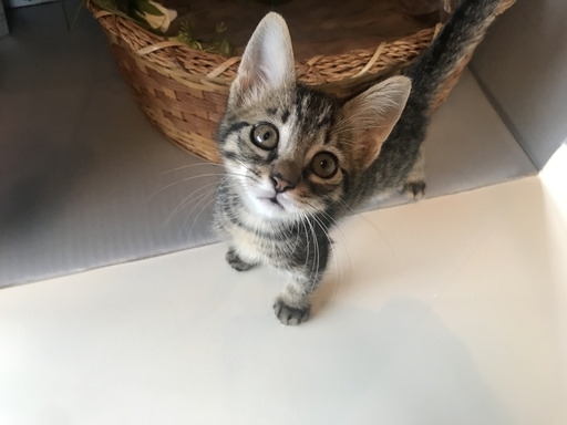 キリッとした見た目とは裏腹に少し控えめなキジくん 小さな天使club 勝野の猫の里親募集 ジモティー キリッとした見た目とは裏腹に少し控えめなキジくん 小さな天使club 勝野の猫の里親募集 ジモティー