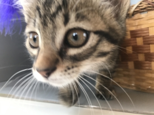キリッとした見た目とは裏腹に少し控えめなキジくん 小さな天使club 勝野の猫の里親募集 ジモティー キリッとした見た目とは裏腹に少し控えめなキジくん 小さな天使club 勝野の猫の里親募集 ジモティー