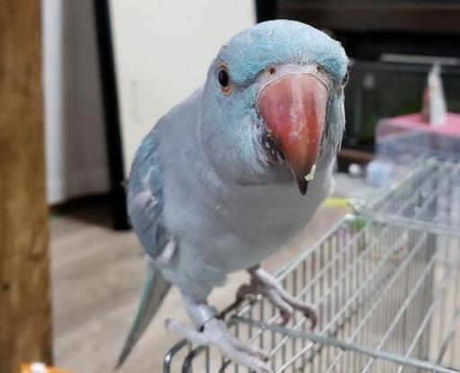 ワカケホンセイインコブルー くらっち 忠岡のその他の里親募集 ジモティー ワカケホンセイインコブルー くらっち 忠岡のその他の里親募集 ジモティー