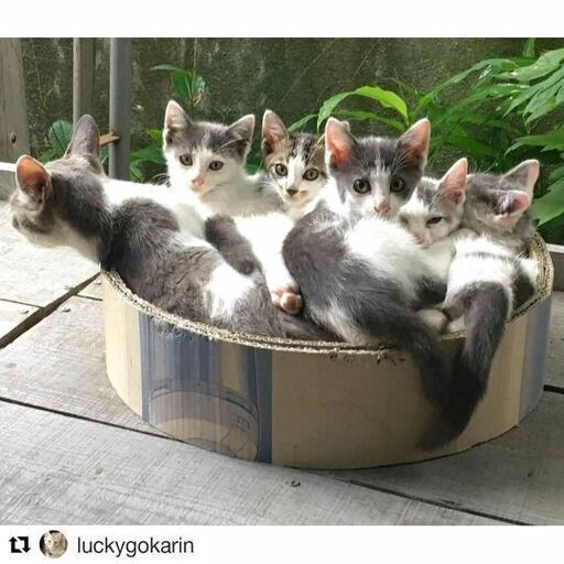５匹の可愛い子猫 代理投稿 よねこねこ 日田の猫の里親募集 ジモティー