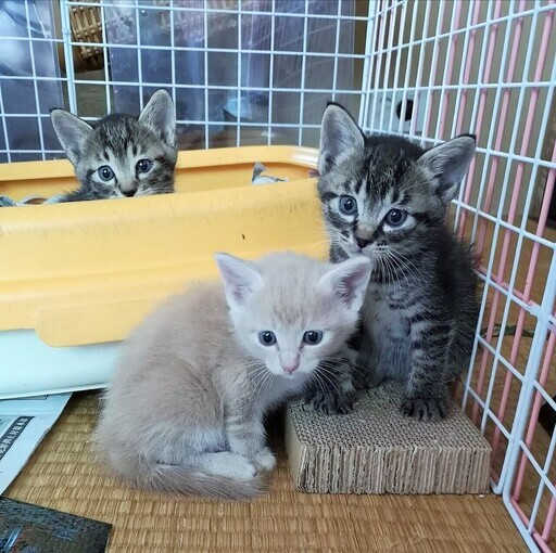 堕胎を免れた幸運な３兄弟 ベージュ キジ Catsandogs 早稲田の猫の里親募集 ジモティー