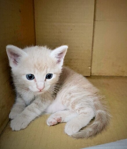 堕胎を免れた幸運な３兄弟 ベージュ キジ Catsandogs 早稲田の猫の里親募集 ジモティー