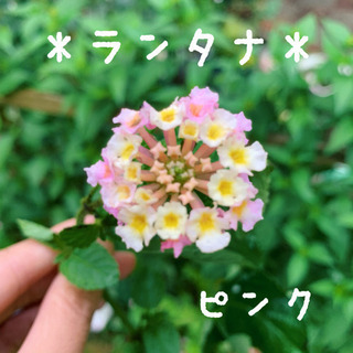 ランタナ 植物苗 抜き苗