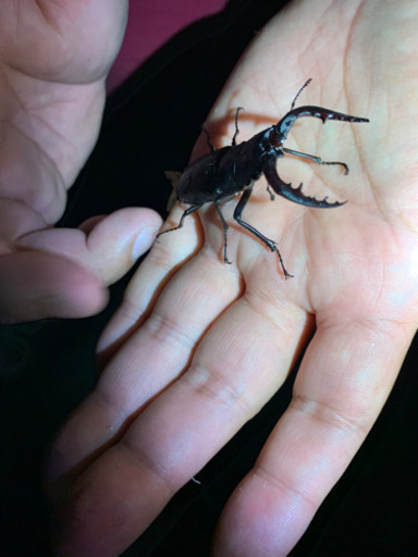 クワガタ採集友達募集 ケン坊 中の島の友達のメンバー募集 無料掲載の掲示板 ジモティー