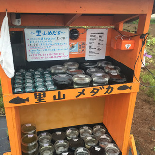 里山めだか メダカ販売所