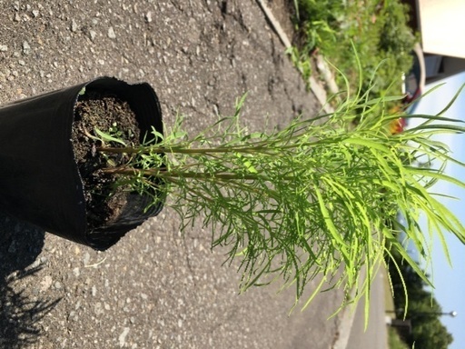 値下げ花植物コキアほうき草ホウキグサ ペコちゃんポコちゃん 石狩太美のその他の中古あげます 譲ります ジモティーで不用品の処分