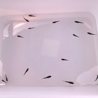 Sold Out モンベル ギフトカード 8 000円 商品券 びわっこ 瀬田のその他の中古あげます 譲ります ジモティーで不用品の処分