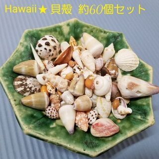 ハワイ産 ✰︎貝殻✰︎ 約60個セット