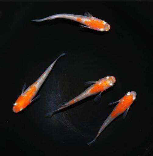 透明鱗紅白 更紗 メダカの若魚5匹1000円 Ryu 米子のその他の中古あげます 譲ります ジモティーで不用品の処分