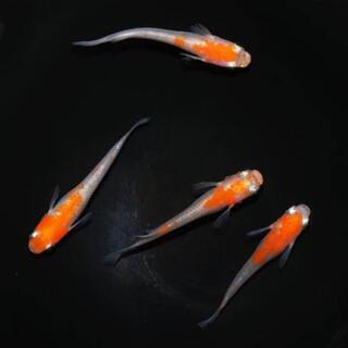 透明鱗紅白 （更紗）メダカの若魚5匹1000円