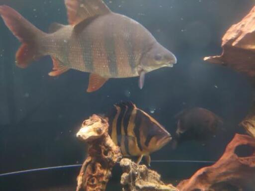 値下げしました 古代魚 熱帯魚全部まとめて なおパパ 青梅のその他の中古あげます 譲ります ジモティーで不用品の処分 値下げしました 古代魚 熱帯魚全部まとめて なおパパ 青梅のその他の中古あげます 譲ります ジモティーで不用品の処分