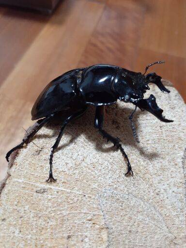 タランドゥスオオツヤクワガタ　ホワイトアイ♂１　♀２