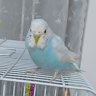 セキセイインコ探しています。