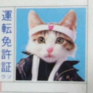 なめられたら無効　なめ猫免許証　又吉バージョン