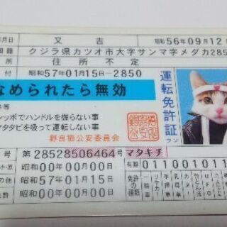 なめられたら無効なめ猫免許証又吉バージョン Oki 那覇のその他の中古あげます 譲ります ジモティーで不用品の処分 なめられたら無効なめ猫免許証又吉バージョン Oki 那覇のその他の中古あげます 譲ります ジモティーで不用品の処分