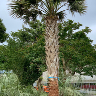 植木屋　ヤシの木などの置き場