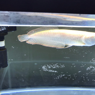 水槽、生体まとめて