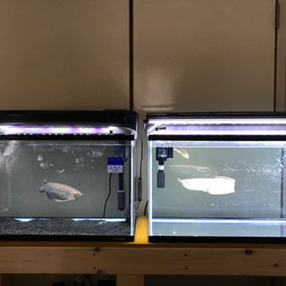 水槽、生体まとめて