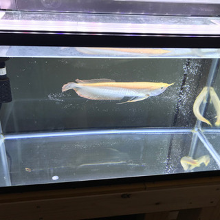 水槽、生体まとめて