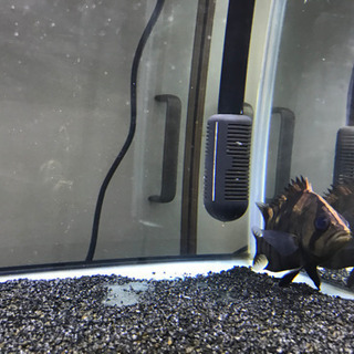 水槽、生体まとめて