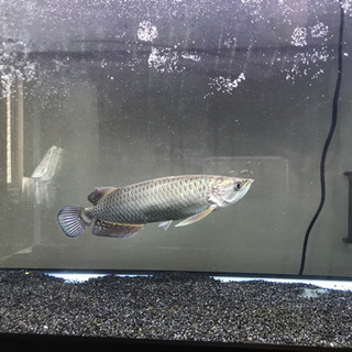 水槽、生体まとめて