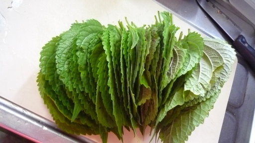 エゴマの葉家庭菜園 はつゆき草 多治見の食品の中古あげます 譲ります ジモティーで不用品の処分