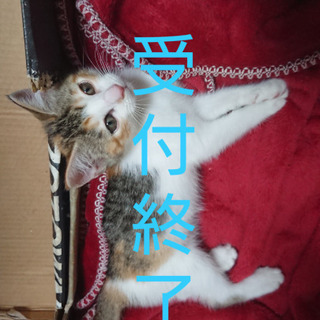 一時停止中 7/16写真更新☆ハチワレ☆ミケ かわいい盛り! 子猫の里親さん募集。3匹中ミケ1匹決定！ - 里親募集