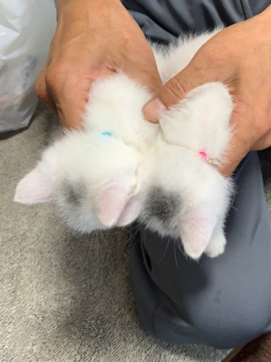 生後40日の子猫の里親募集 リスザルのモモ 伊勢崎の猫の里親募集 ジモティー 生後40日の子猫の里親募集 リスザルのモモ 伊勢崎の猫の里親募集 ジモティー