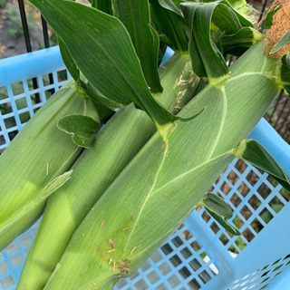 大人気！未来コーンを含む夏野菜のセット