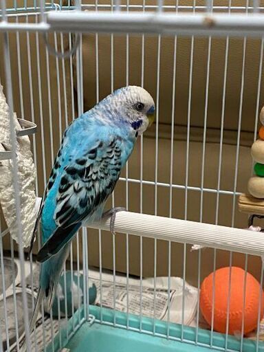 青いセキセイインコを探してます Omotomo 高城の手伝って 助けての助け合い ジモティー