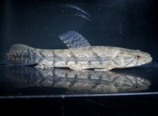 値下げしました 古代魚 熱帯魚全部まとめて なおパパ 青梅のその他の中古あげます 譲ります ジモティーで不用品の処分 値下げしました 古代魚 熱帯魚全部まとめて なおパパ 青梅のその他の中古あげます 譲ります ジモティーで不用品の処分