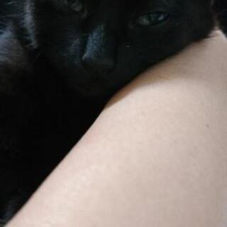 黒猫メス３ヶ月くらい？