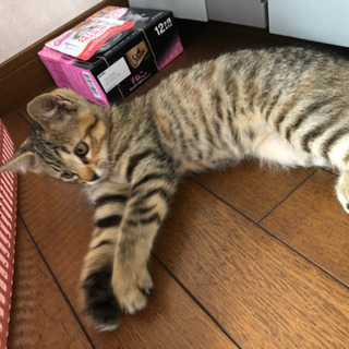 捨て猫を保護しました！ - 掛川市